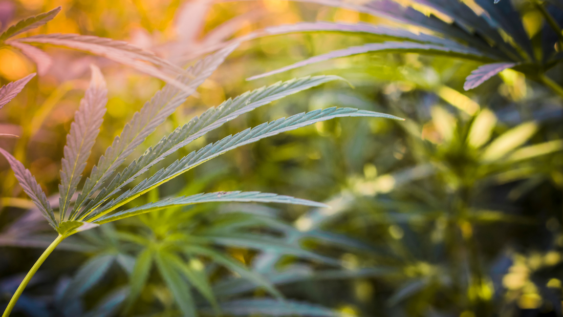 Le migliori fibre naturali eco-sostenibili