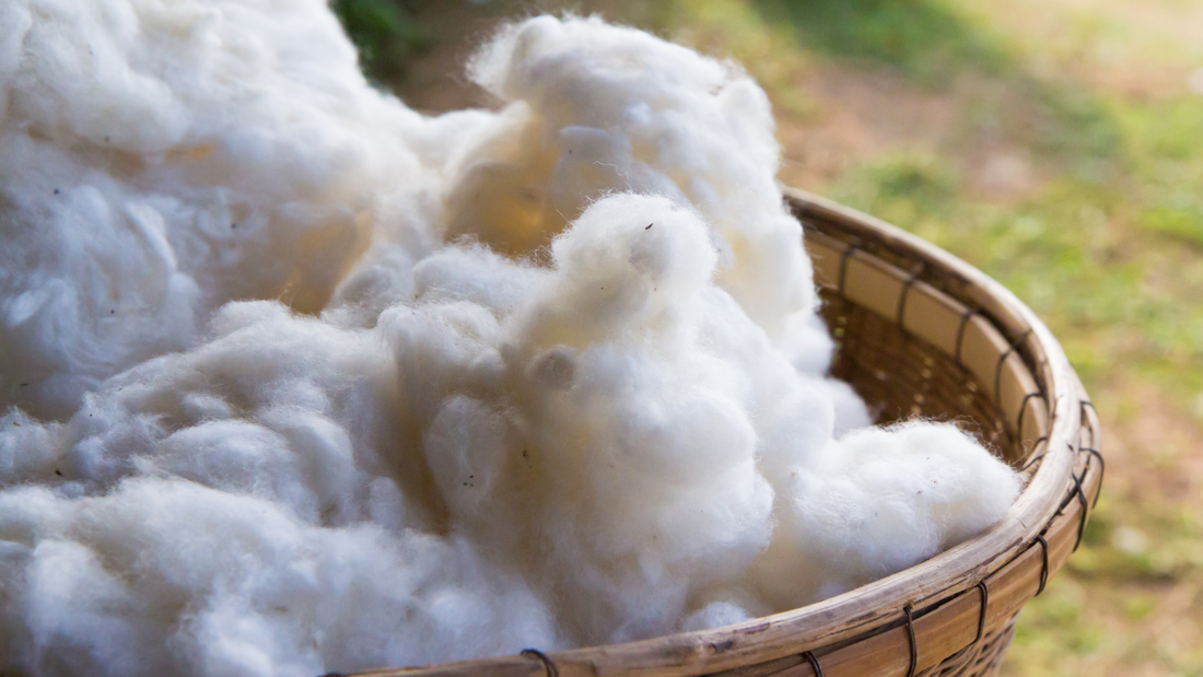 Cotone organico in conversione: che cos'è ?